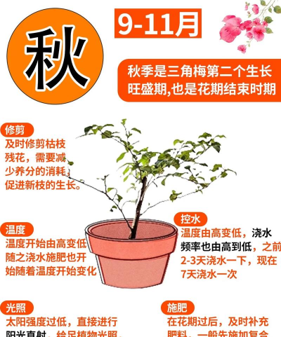 三角梅什么时候施肥好 三角梅什么时候施肥好