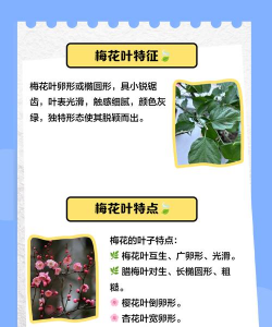 梅花树叶形状是什么 梅花树叶形状是什么