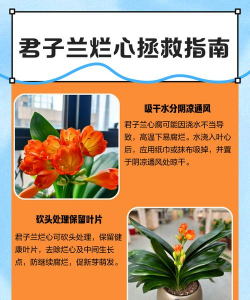 君子兰从心烂什么原因 君子兰从心烂什么原因