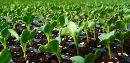 西兰花是几月份成熟 西兰花是几月份成熟