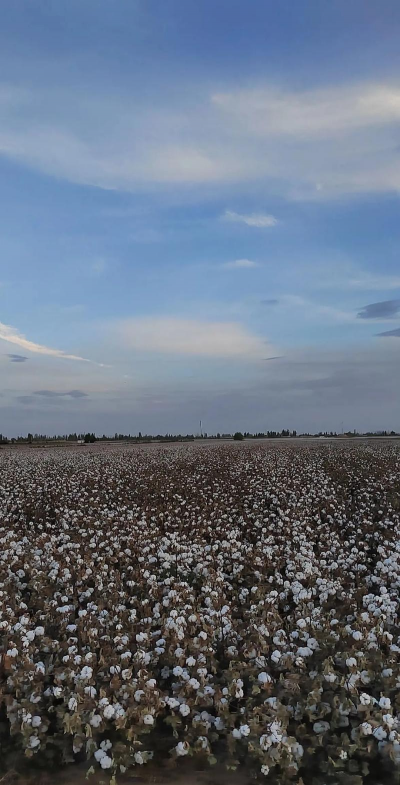 5月份种棉花晚不晚 5月份种棉花晚不晚