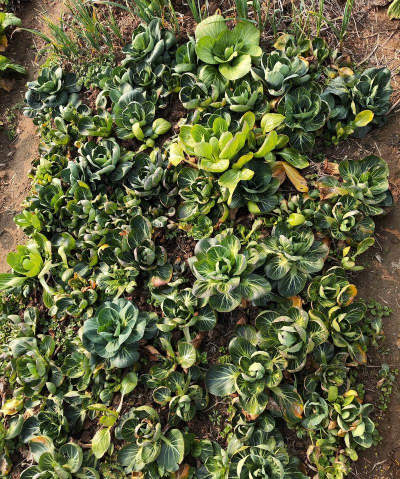 自家种植红菜苔怎么种植 自家种植红菜苔怎么种植