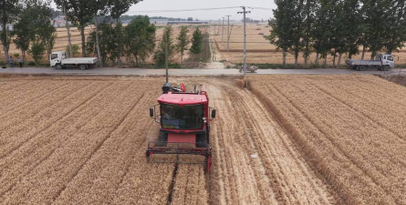 山东小麦播种最佳时期 山东小麦播种最佳时期