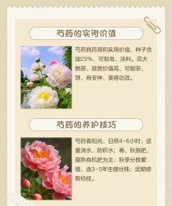 芍药 芍药百科 芍药 芍药百科