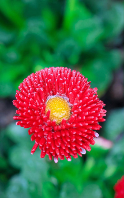 雏菊 雏菊百科 雏菊 雏菊百科