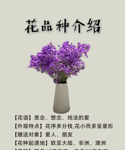 满天星 满天星百科 满天星 满天星百科