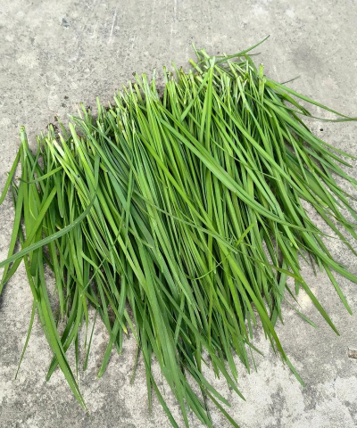 韭菜的寿命是几年 韭菜的寿命是几年