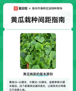 黄瓜苗种植间距 黄瓜苗种植间距