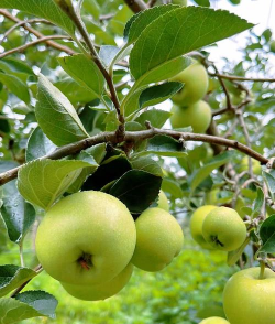 青苹果 青苹果百科 青苹果 青苹果百科