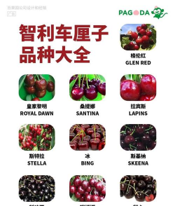 车厘子 车厘子百科 车厘子 车厘子百科