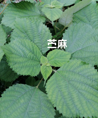 苎麻 苎麻百科 苎麻 苎麻百科