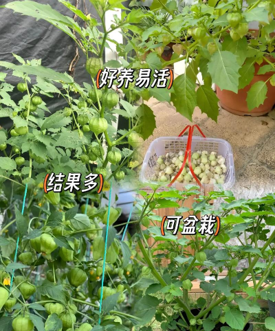 姑娘果 姑娘果百科 姑娘果 姑娘果百科