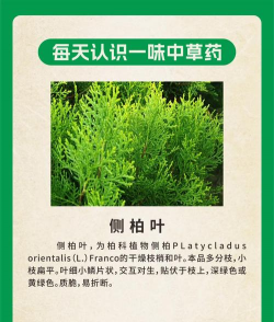 侧柏叶 侧柏叶百科 侧柏叶 侧柏叶百科