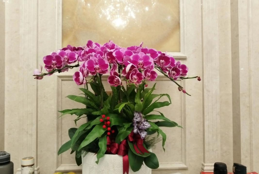 客厅门外种什么花好 客厅门外种什么花好