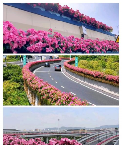 杭州路边有哪些花 杭州路边有哪些花