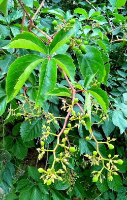 五叶地锦 五叶地锦百科 五叶地锦 五叶地锦百科