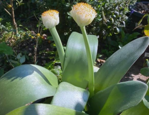 虎耳兰 虎耳兰百科 虎耳兰 虎耳兰百科