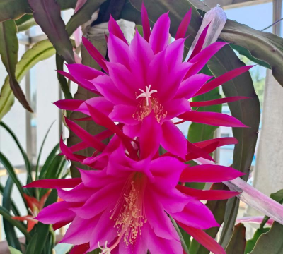 令箭荷花 令箭荷花百科 令箭荷花 令箭荷花百科