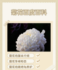 菊花 菊花百科 菊花 菊花百科