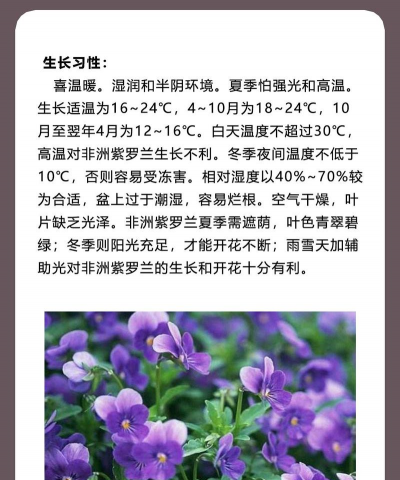 非洲紫罗兰 非洲紫罗兰百科 非洲紫罗兰 非洲紫罗兰百科