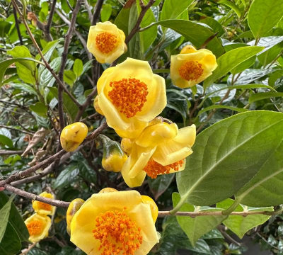 金花茶 金花茶百科 金花茶 金花茶百科