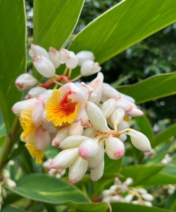 花叶艳山姜 花叶艳山姜百科 花叶艳山姜 花叶艳山姜百科
