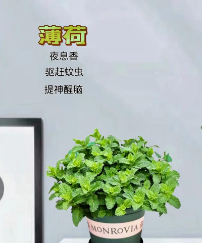 夏天养什么花驱蚊虫 夏天养什么花驱蚊虫