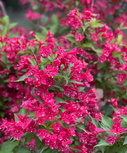 锦带花 锦带花百科 锦带花 锦带花百科