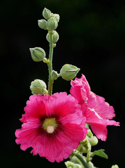 蜀葵花 蜀葵花百科 蜀葵花 蜀葵花百科