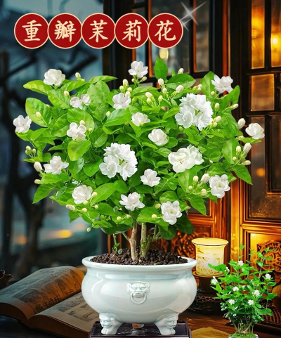 有哪些香气的花 有哪些香气的花