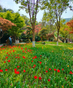 公园春季花有哪些 公园春季花有哪些
