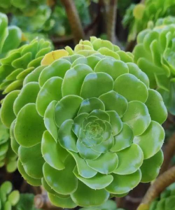 莲花掌 莲花掌百科 莲花掌 莲花掌百科