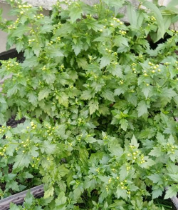 菊花脑 菊花脑百科 菊花脑 菊花脑百科