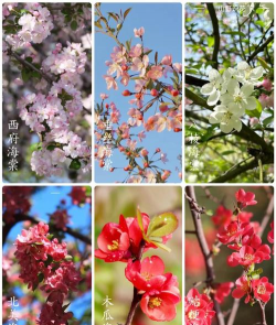 海棠花 海棠花百科 海棠花 海棠花百科