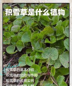 种植积雪草怎么种植好 种植积雪草怎么种植好