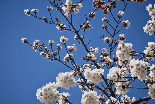 潍坊春天有哪些花 潍坊春天有哪些花