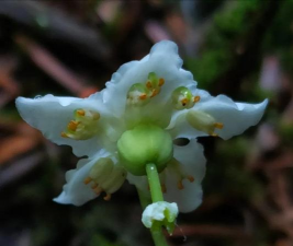 独丽花 独丽花百科 独丽花 独丽花百科