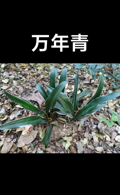 万年青能除甲醛吗 万年青能除甲醛吗