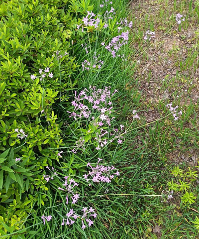 紫娇花 紫娇花百科 紫娇花 紫娇花百科