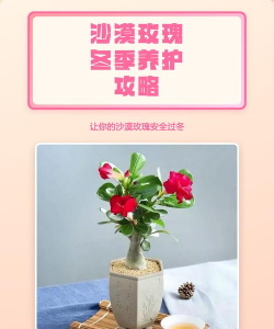 沙漠玫瑰冬天怎么养才能安全过冬? 沙漠玫瑰冬天怎么养才能安全过冬?