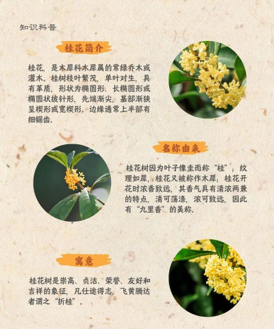 桂花是什么时间开花 桂花是什么时间开花