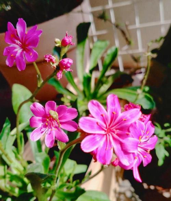 露薇花 露薇花百科 露薇花 露薇花百科