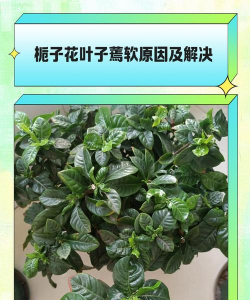 栀子花叶子耷拉下来怎么回事 栀子花叶子耷拉下来怎么回事