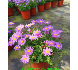 雏菊与翠菊的区别 雏菊与翠菊的区别