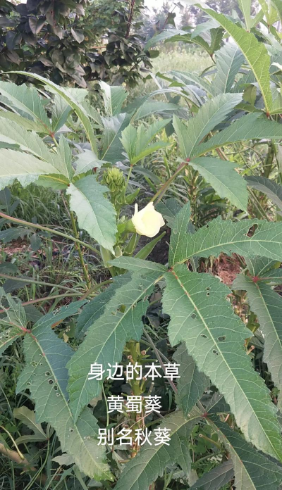 黄蜀葵与蜀葵的区别 黄蜀葵与蜀葵的区别