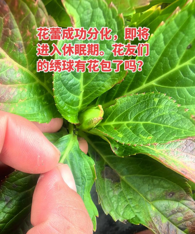 绣球花有休眠期吗 绣球花有休眠期吗