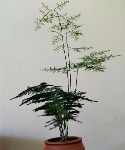 文竹几月份发芽 文竹几月份发芽