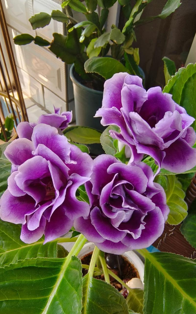 大岩桐与芙蓉的区别 大岩桐与芙蓉的区别