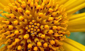 肿柄菊的养殖方法及注意事项 肿柄菊的养殖方法及注意事项