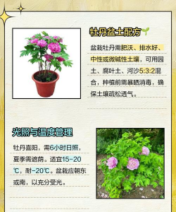 花牡丹的养殖方法及注意事项 花牡丹的养殖方法及注意事项